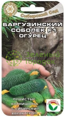 Огурец Баргузинский соболек F1 СИБ 7шт Огурец Баргузинский соболек F1 СИБ 7шт