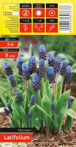 Мускари LATIFOLIUM 5-6 каперс 8шт/уп (уценка, только самовывоз)