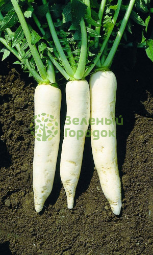 Дайкон Дубинушка (Марс) белый пакет 1г Дайкон Дубинушка (Марс) белый пакет 1г