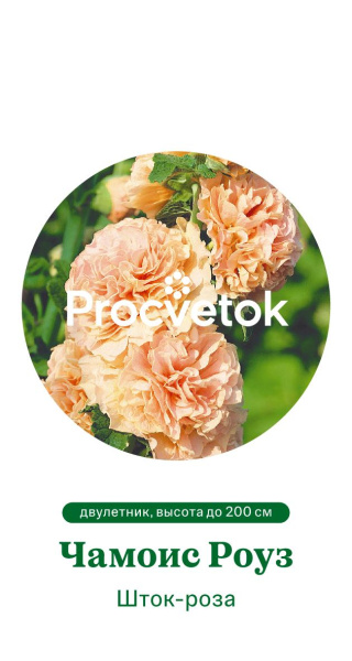 Шток-роза Чамоис Роуз Германия Pro 0,3г