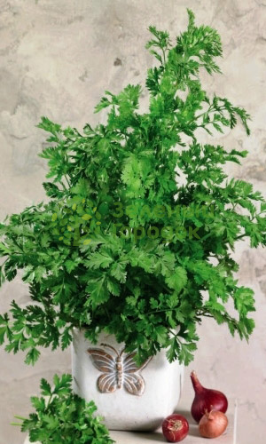 Кориандр (кинза) Сибирский лекарь (Марс) белый пакет 2г