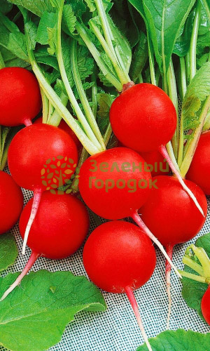 Редис Заря (Марс) белый пакет 2г Редис Заря (Марс) белый пакет 2г