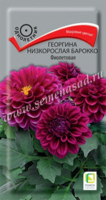 Георгина низкорослая Барокко Фиолетовая (ЦВ) 0,1г