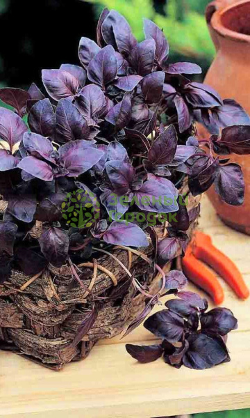 Базилик Старый Ереван (Марс) белый пакет 0,3г