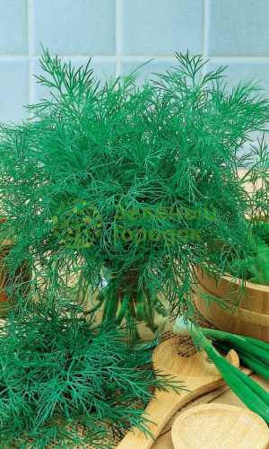 Укроп Русич® (Марс) белый пакет 2г Укроп Русич® (Марс) белый пакет 2г