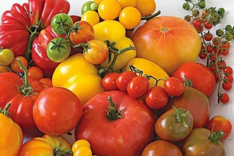 Лучшие семена томатов