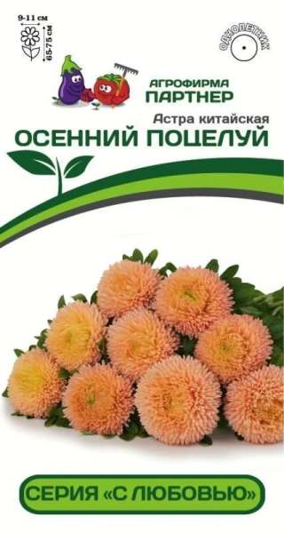 Астра китайская ОСЕННИЙ ПОЦЕЛУЙ 5шт в амп