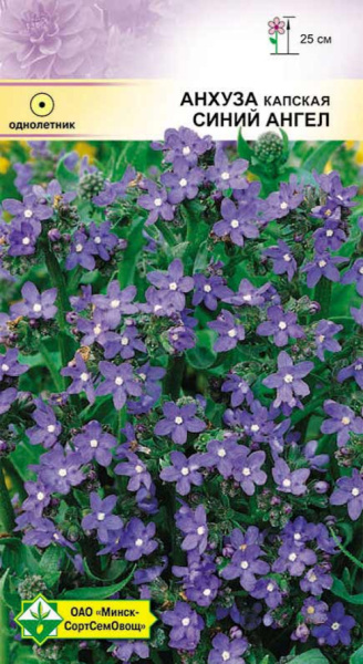 Анхуза капская Синий ангел МССО 0,2г