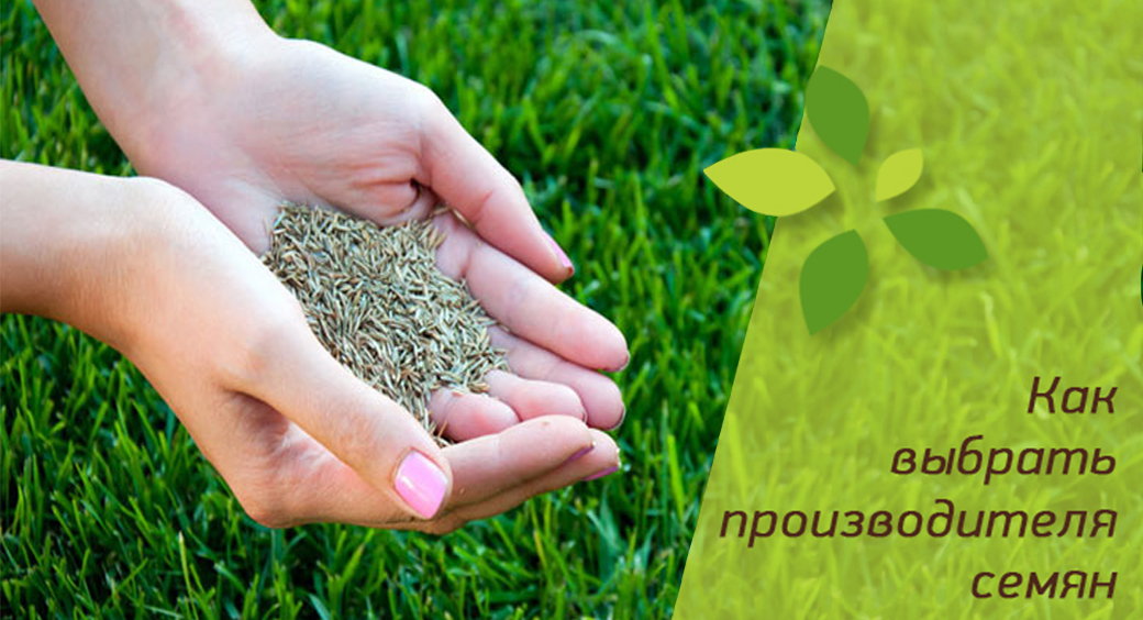 Производство семян газона. Кому отдать предпочтение?