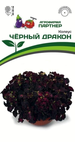 Колеус шлемниковидный ЧЕРНЫЙ ДРАКОН 2-ной пак. 10шт Колеус шлемниковидный ЧЕРНЫЙ ДРАКОН 2-ной пак. 10шт