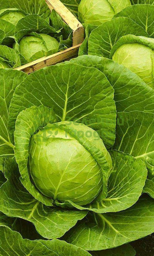 Капуста б/к Стахановка 1513 (Марс) белый пакет 0,5г