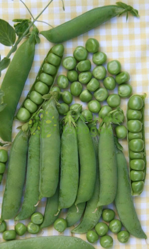 Горох Ранний 301 (Марс) белый пакет 5г