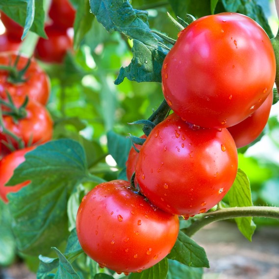 Семена томатов_Красным Красно