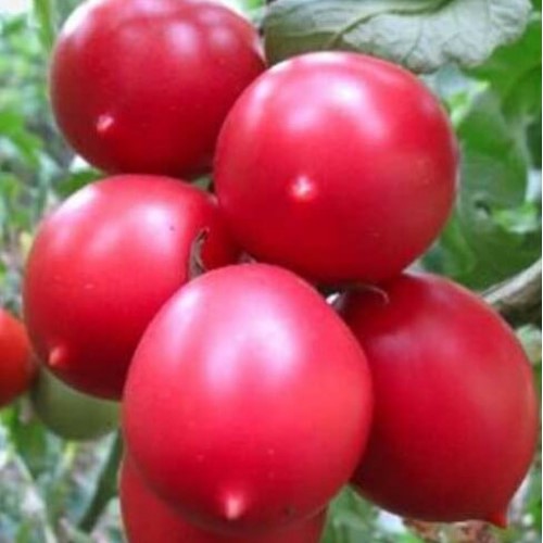 Семена томата_Де барао