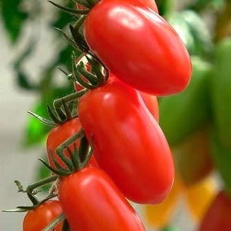 Семена томата черри Ваше благородие