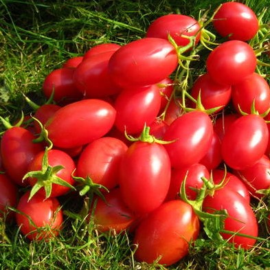 Семена томата_Чио чио сан