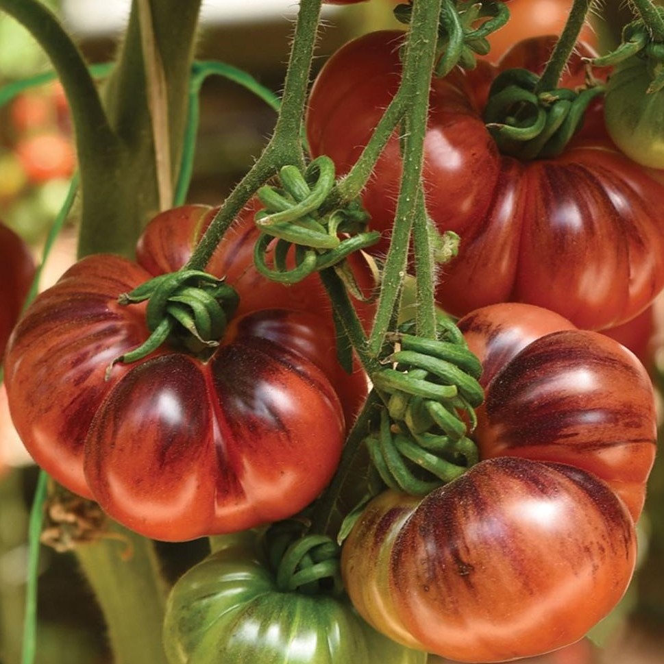 Семена томата Черничный десерт