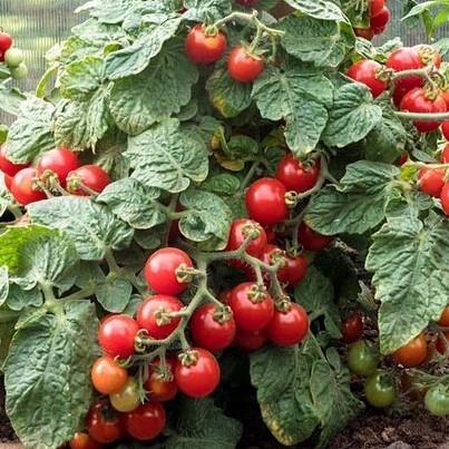 Семена томата_Каменный цветок