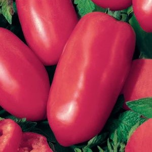 Семена томата_Новый Кенигсберг