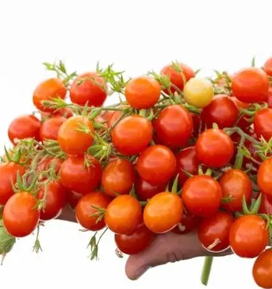 Семена томата_Монпансье