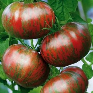 Семена томатов_Амурский тигр