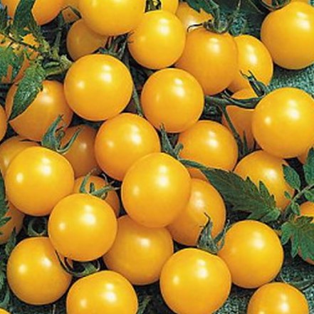 Семена томатов_Оля Полька