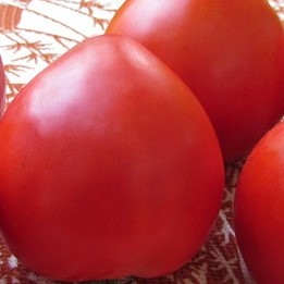 Семена томата_Большая мамочка