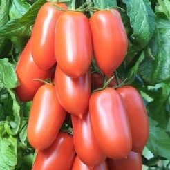 Семена томата_Хохлома