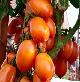 Семена томатов_Пламя