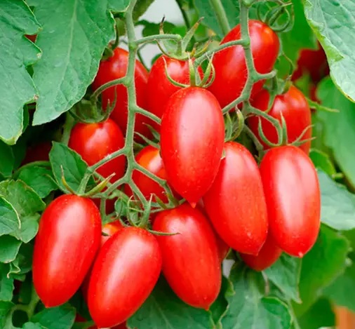 Томаты_Джек пот