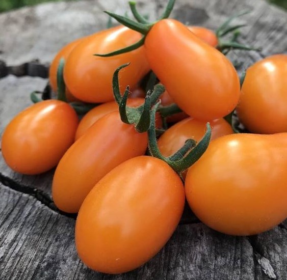 Семена томата Фараденза