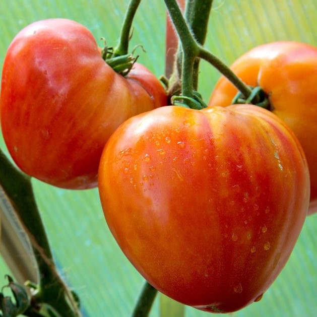 Семена томата_Сокровище инков