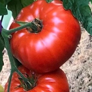 Семена томата_Бабушкино