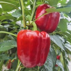 Семена перца Арчи Партнер