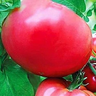 Семена томата Карапуз