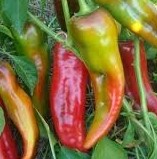 Перец_Какаду_Гавриш