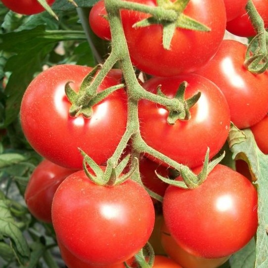 Семена томата_Благовест