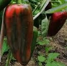 Перец_Ливадия_Партнер