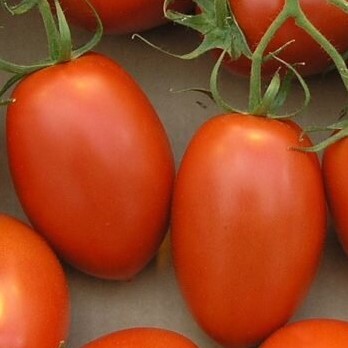 Семена томата Сливка медовая