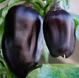 Перец_Ноктюрн_PNOS