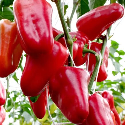 Перец_Петровчанка_Партнер