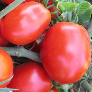 Семена томата_Бенито