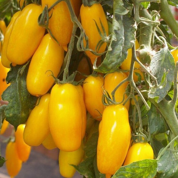 Семена томата_Банановые ноги