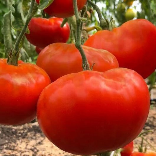 Семена томатов_Король королей
