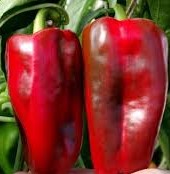 Перец_Ламуйо_Партнер