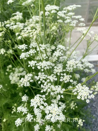 Тмин овощной АППЕТИТНЫЙ 3г