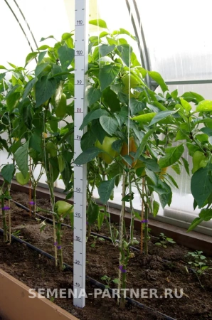 Перец сладкий РЕГОР F1 2-ной пакет 5шт