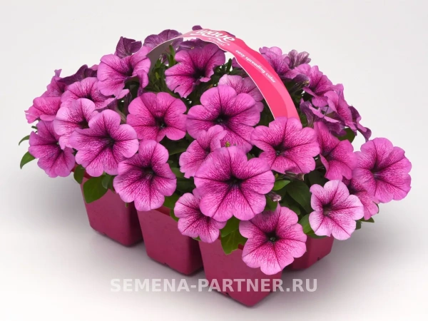 Петуния ИЗИ ВЭЙВ ПЛУМ ВАЙН F1 5шт в амп (ожидается поступление в декабре)