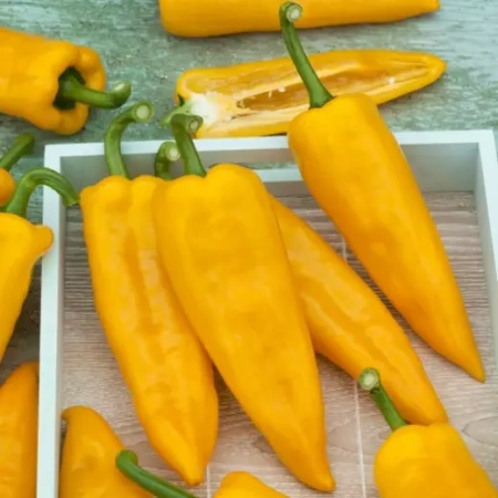 Перец сладкий Бычий рог желтый Италия Pro 5шт