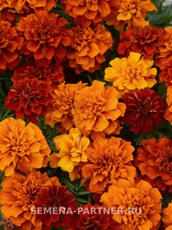 Бархатцы отклоненные ФАЙРБОЛЛ 10шт